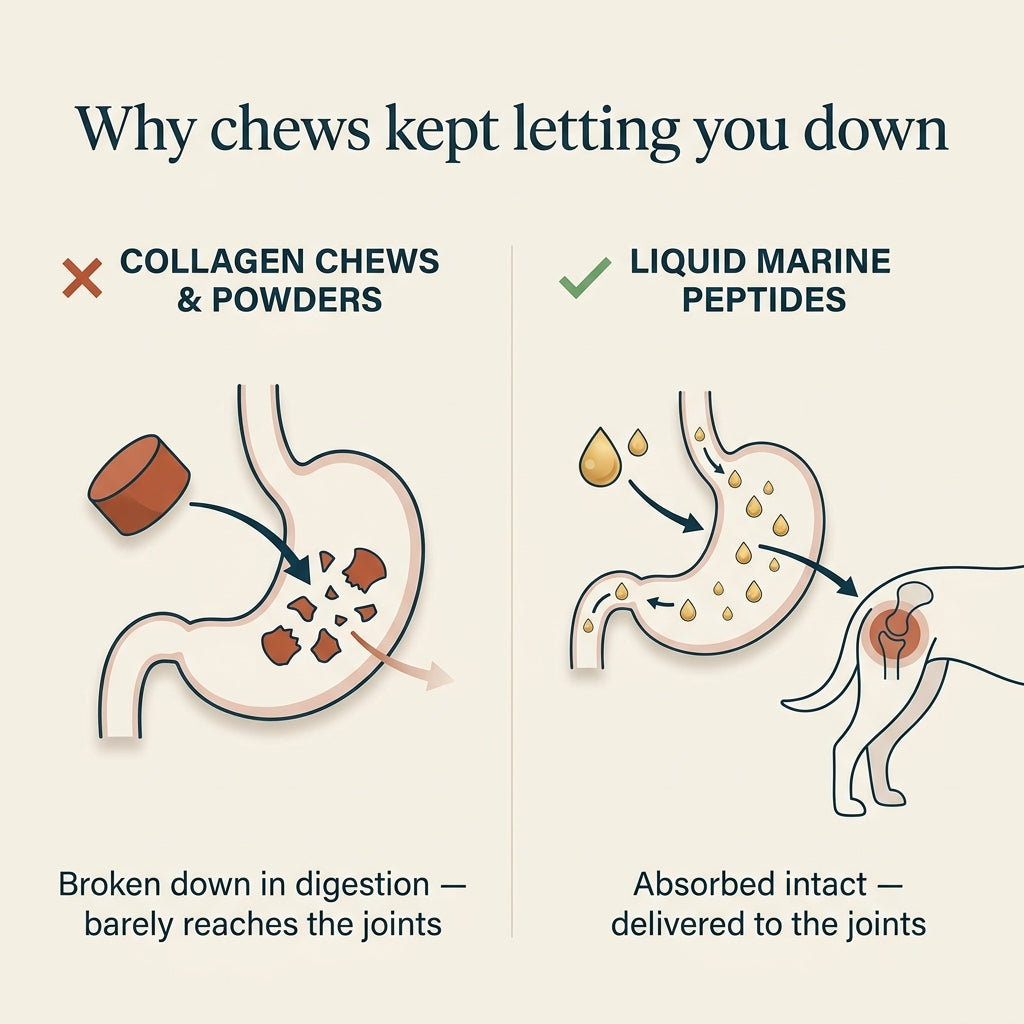 Puppy Again™ - Liquid Marine Collagen for Dogs